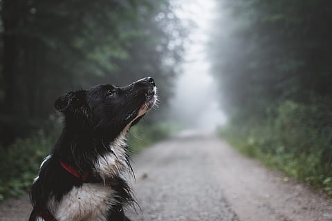 tilt shift lens photo of black dog, animal, tree, path, wallpaper HD wallpaper