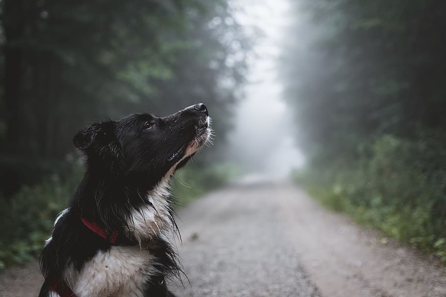 tilt shift lens photo of black dog, animal, tree, path, wallpaper HD wallpaper