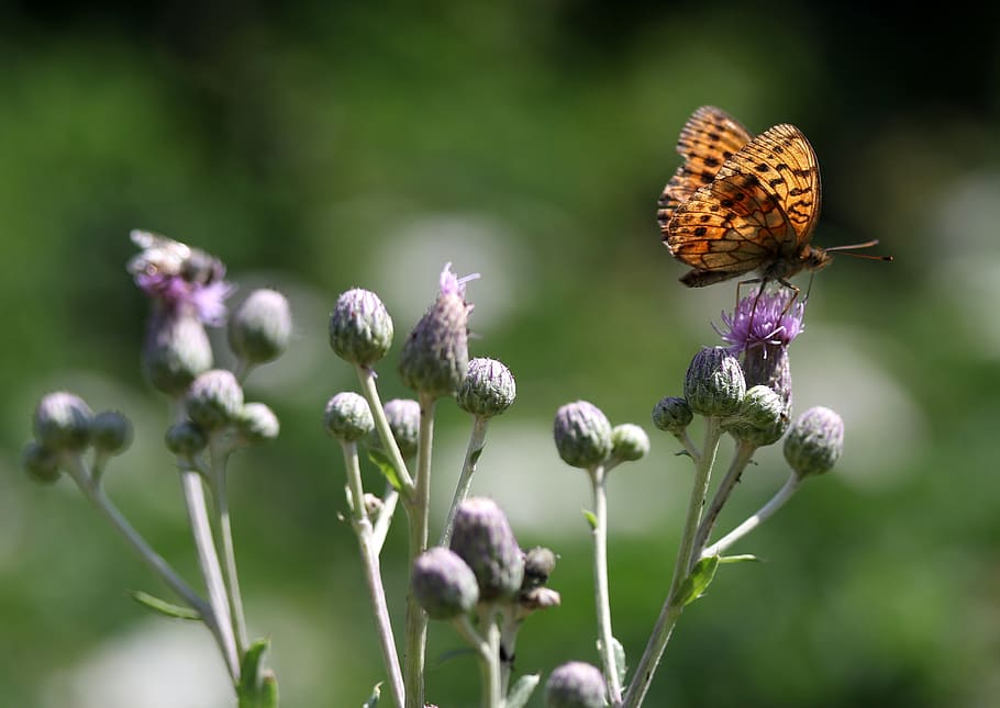 butterfly, brown, wings, insecta, rest, plant, nature, flower HD wallpaper