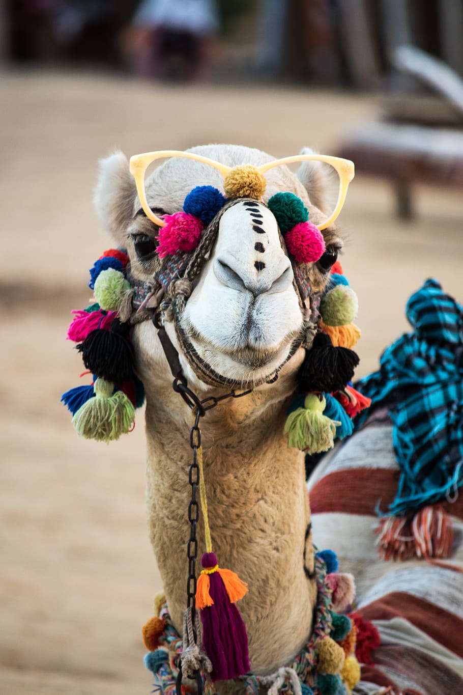 HD wallpaper: camel with head decor, figurine, person, human, costume ...