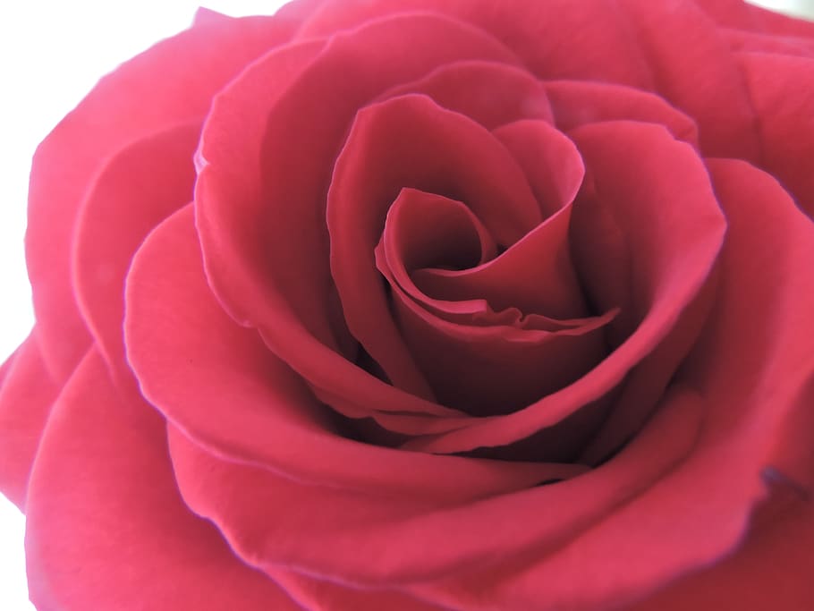 flower, flowers, growth, life, nature, happiness, killer, blood HD wallpaper