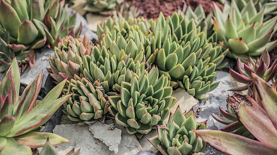succulent plants during daytime, aloe, agavaceae, cactus, vegetation HD wallpaper