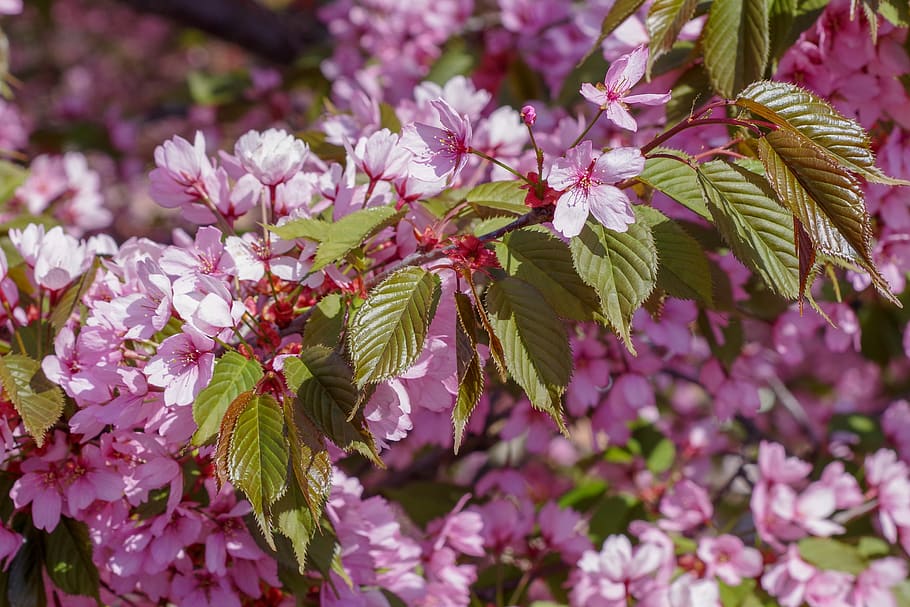 cherry, tree, plant, nature, pink, cherry blossoms, color, bloom HD wallpaper
