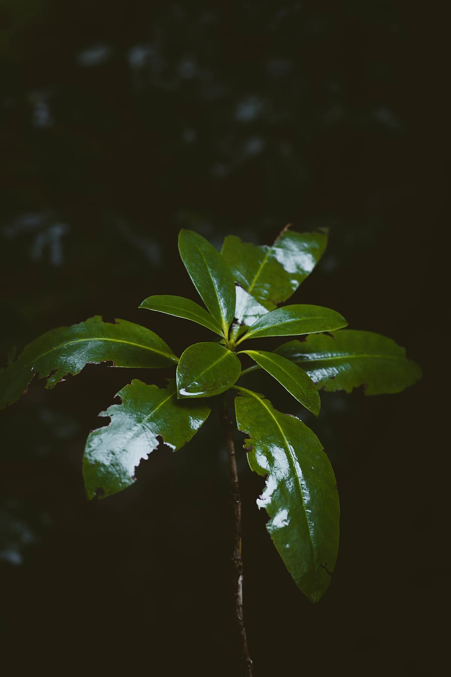 plant, leaf, tree, annonaceae, united states, portland, portland japanese garden HD wallpaper