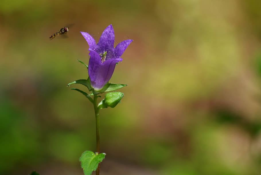 flower, forest, nature, plant, close up, flowering plant, growth HD wallpaper
