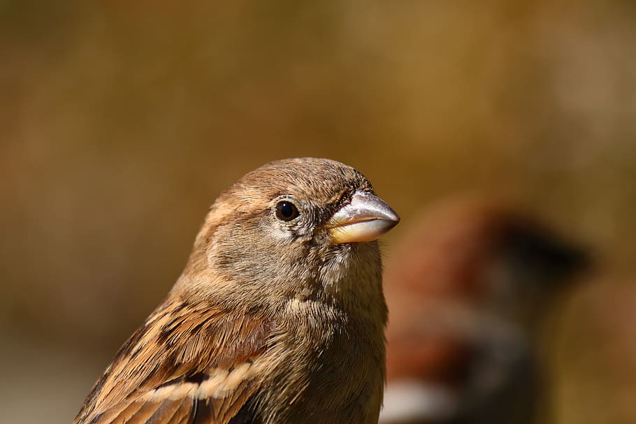 sparrow, park, sun, bird, animal themes, vertebrate, animal wildlife HD wallpaper