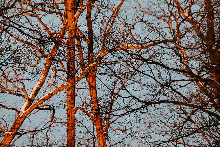 leafless tree, plant, tree trunk, light, trees, random, dawn HD wallpaper