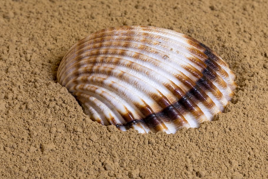 shell, sand, beach, vacations, summer, coast, animal wildlife HD wallpaper