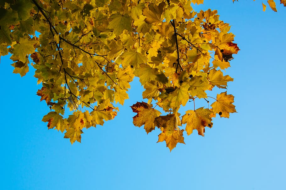 autumn, tree, leaves, yellow, sky, blue, finland, nature, change HD wallpaper