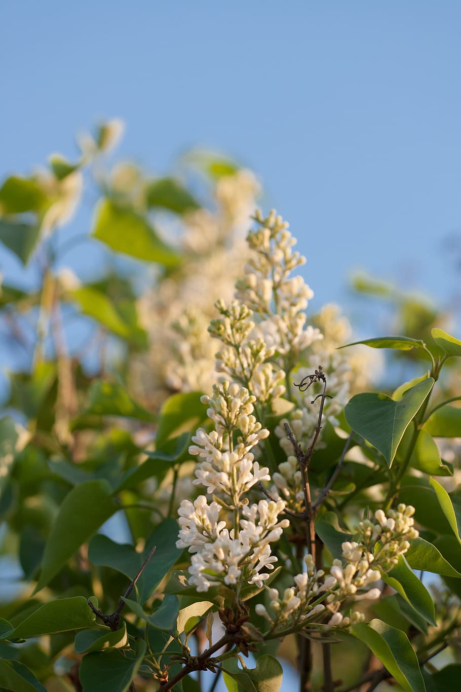 beautiful, blossom, bright, bunch, closeup, detail, flora, floral HD wallpaper