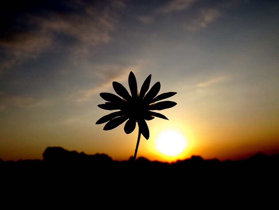 sun, sunset, crops, plants, green, nature, sky, beauty in nature HD wallpaper