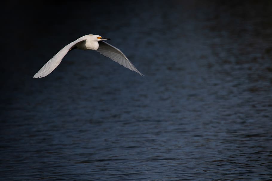 flying bird above body of water during daytime, animal, waterfowl, HD wallpaper