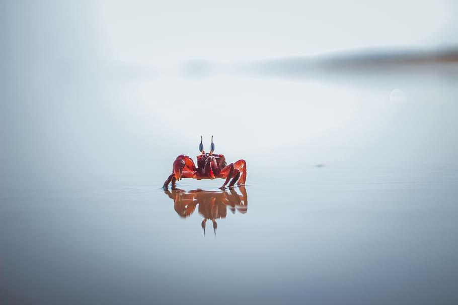 Red Crab, animal, reflection, tiny, water, waterfront, lake, tranquility HD wallpaper