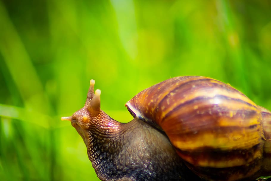 snail, white, african, giant, mollusk, land, gliding, background, HD wallpaper