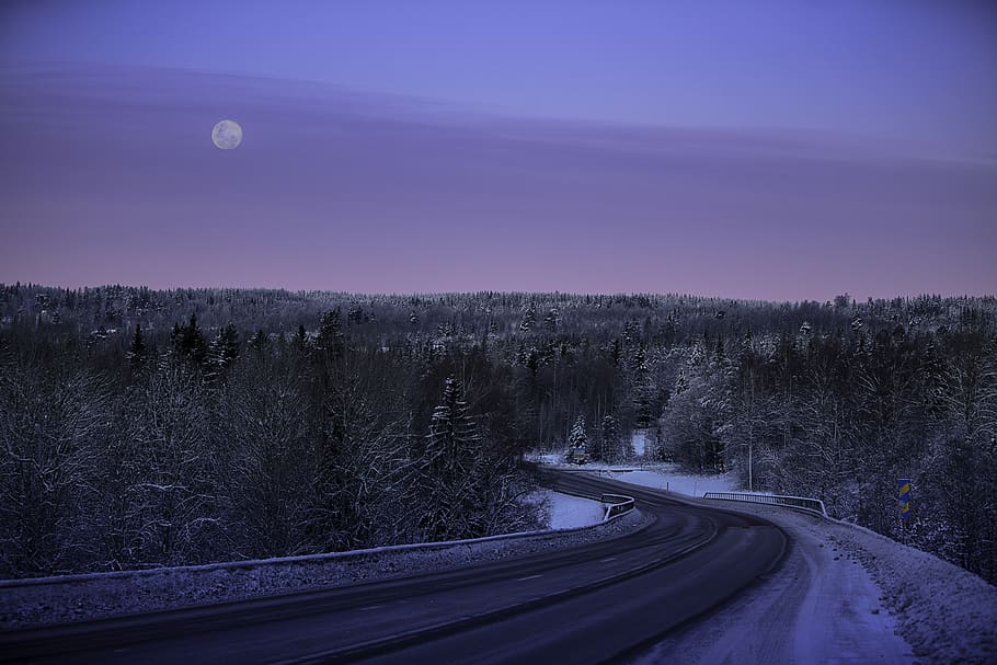 green-leafed trees, road, nature, outdoors, plant, way, fir, abies HD wallpaper