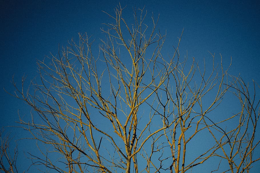 Bare tree, autumn, background, branch, branches, brown, cold HD wallpaper