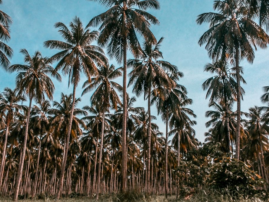 green coconut trees, flora, arecaceae, plant, palm tree, philippines, HD wallpaper