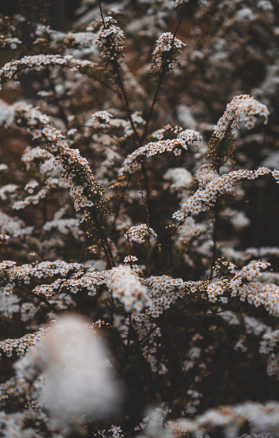 white tree, plant, flower, grass, nature, blossom, petal, pollen HD wallpaper