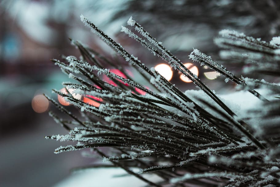 Macro Photography of Needle Leafed Plant With Snowflakes, blur HD wallpaper