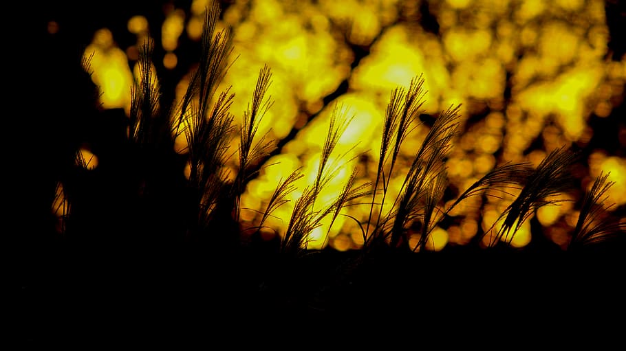 grass, weeds, sun, sunset, silhouette, plant, no people, sky HD wallpaper