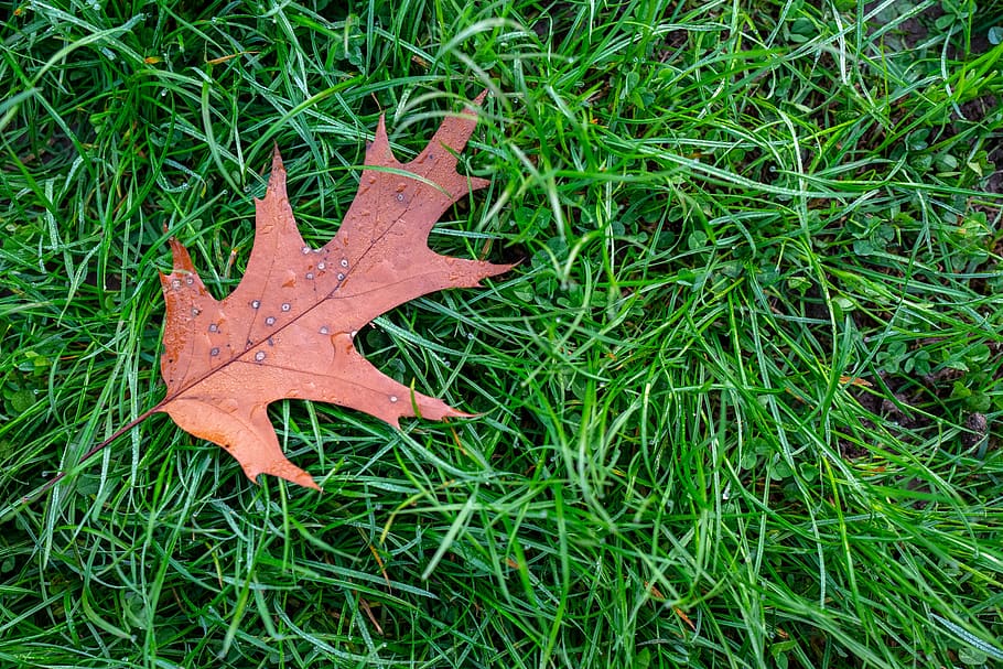 leaf, prato, grass, nature, garden, green, flora, flowers, botany HD wallpaper