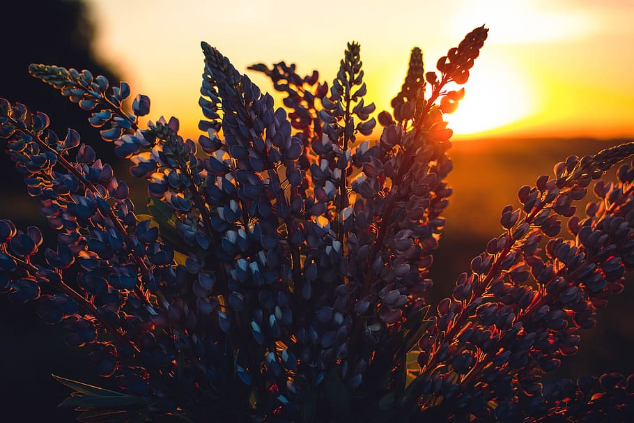 Close-up Photography of Lupines, backlit, blur, bright, flowers HD wallpaper