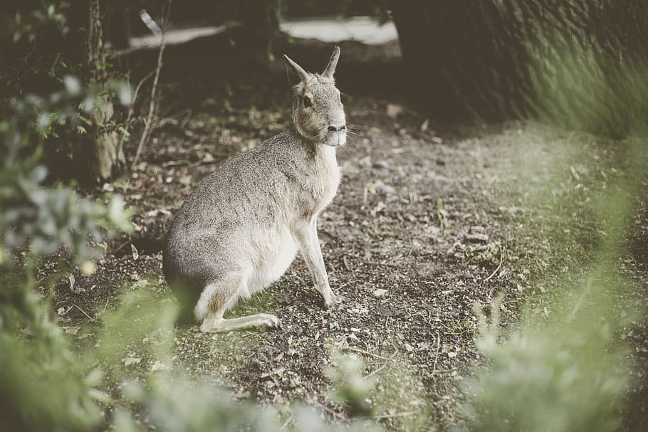 grey 4-legged animal near treee, wallaby, mammal, kangaroo, rodent