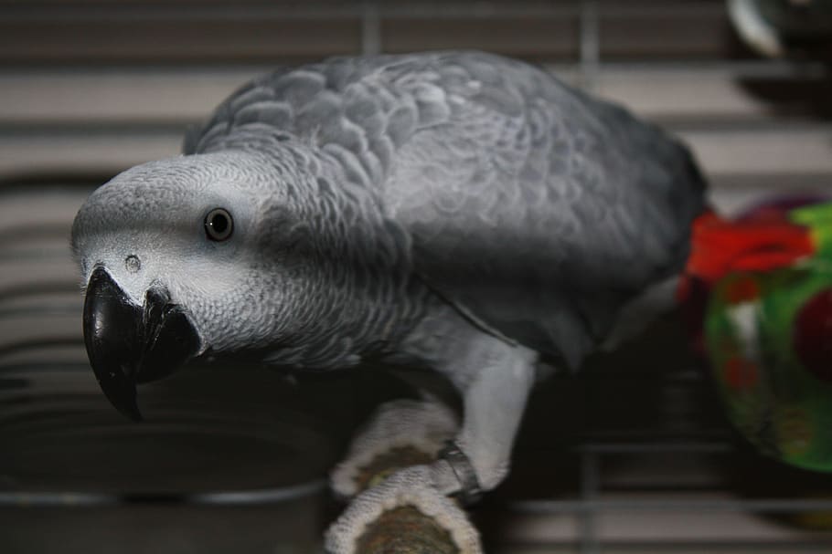 parrot, birds, animal themes, one animal, animal wildlife, vertebrate HD wallpaper