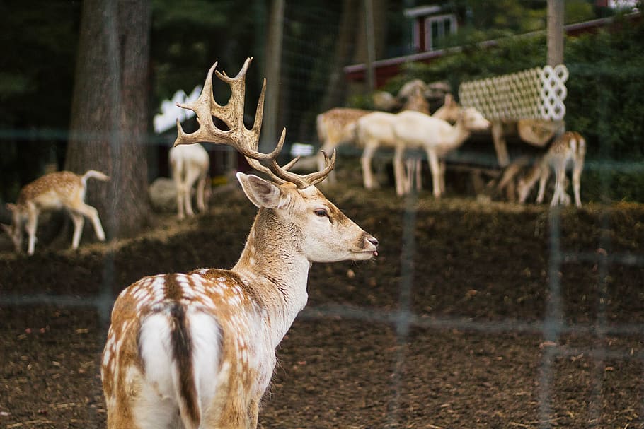 group of deer, animal themes, mammal, animal wildlife, group of animals HD wallpaper