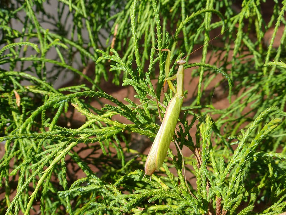mantis, green, garden, insects, arthropod, bug, winged, plant HD wallpaper