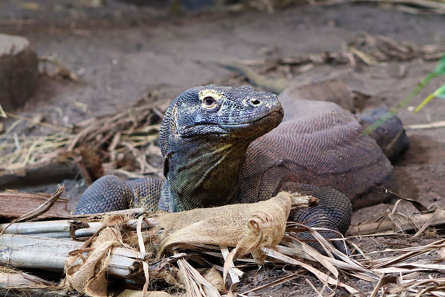 lizard, reptile, wildlife, head, reptilian, animal, scale, animal themes HD wallpaper