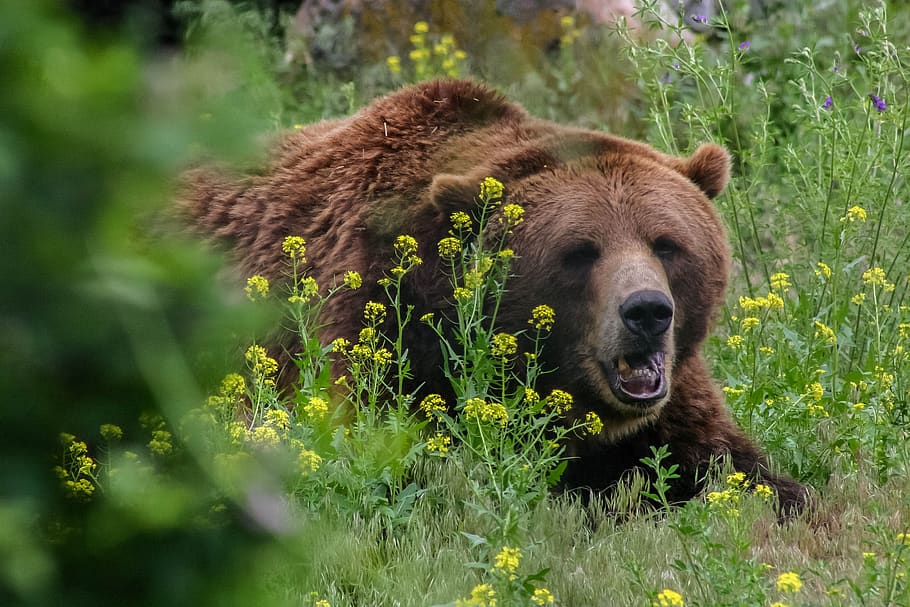bear, grizzly, wild, dangerous, animal, nature, animal world HD wallpaper