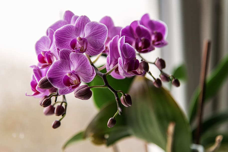 orchid, pink, flower, flora, nature, purple, flowering plant HD wallpaper