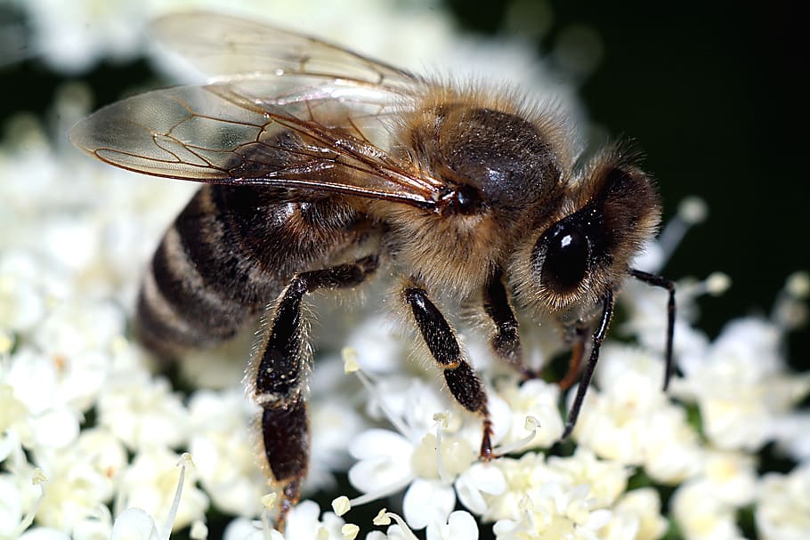 bee, insect, macro, flower, animal themes, animal wildlife HD wallpaper