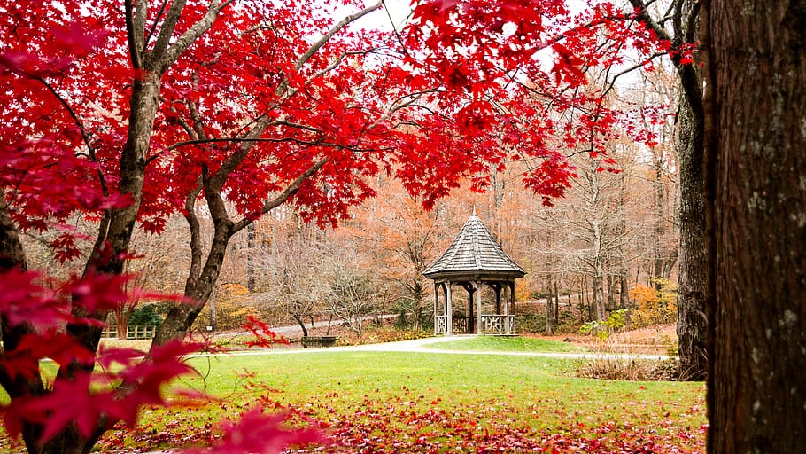 plant, tree, autumn, beauty in nature, growth, change, flower HD wallpaper