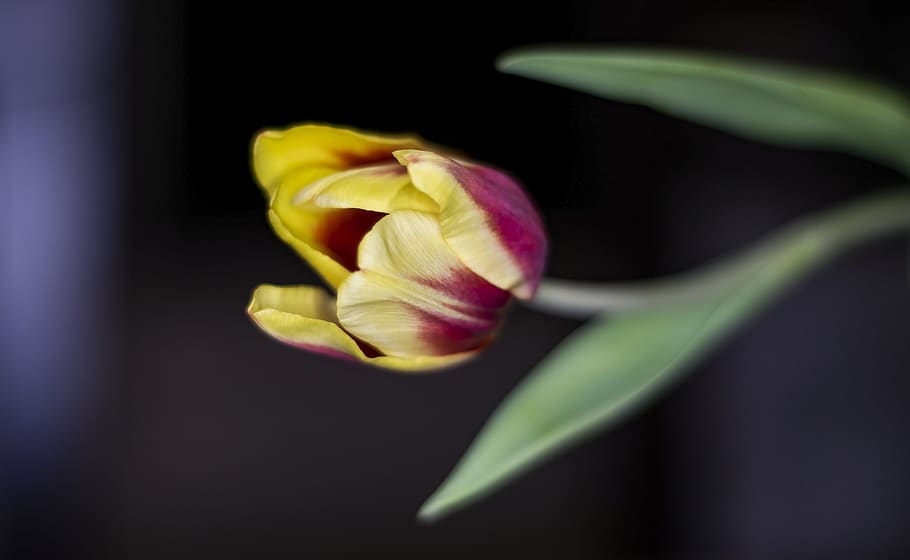 tulip, macro, close-up, flower, tulips, nature, flowering plant HD wallpaper