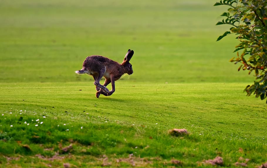hare, animal, mammal, running, ears, legs, wildlife, meadow