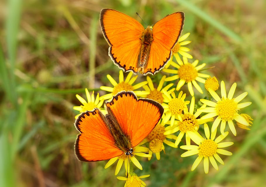 insect, invertebrate, flower, flowering plant, animal themes HD wallpaper