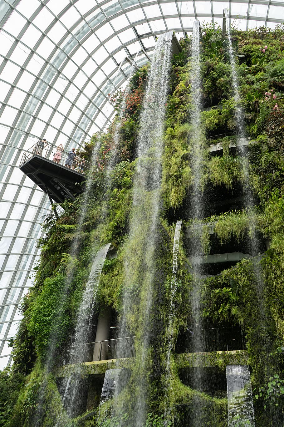 Online crop | HD wallpaper: singapore, cloud forest, plant ...