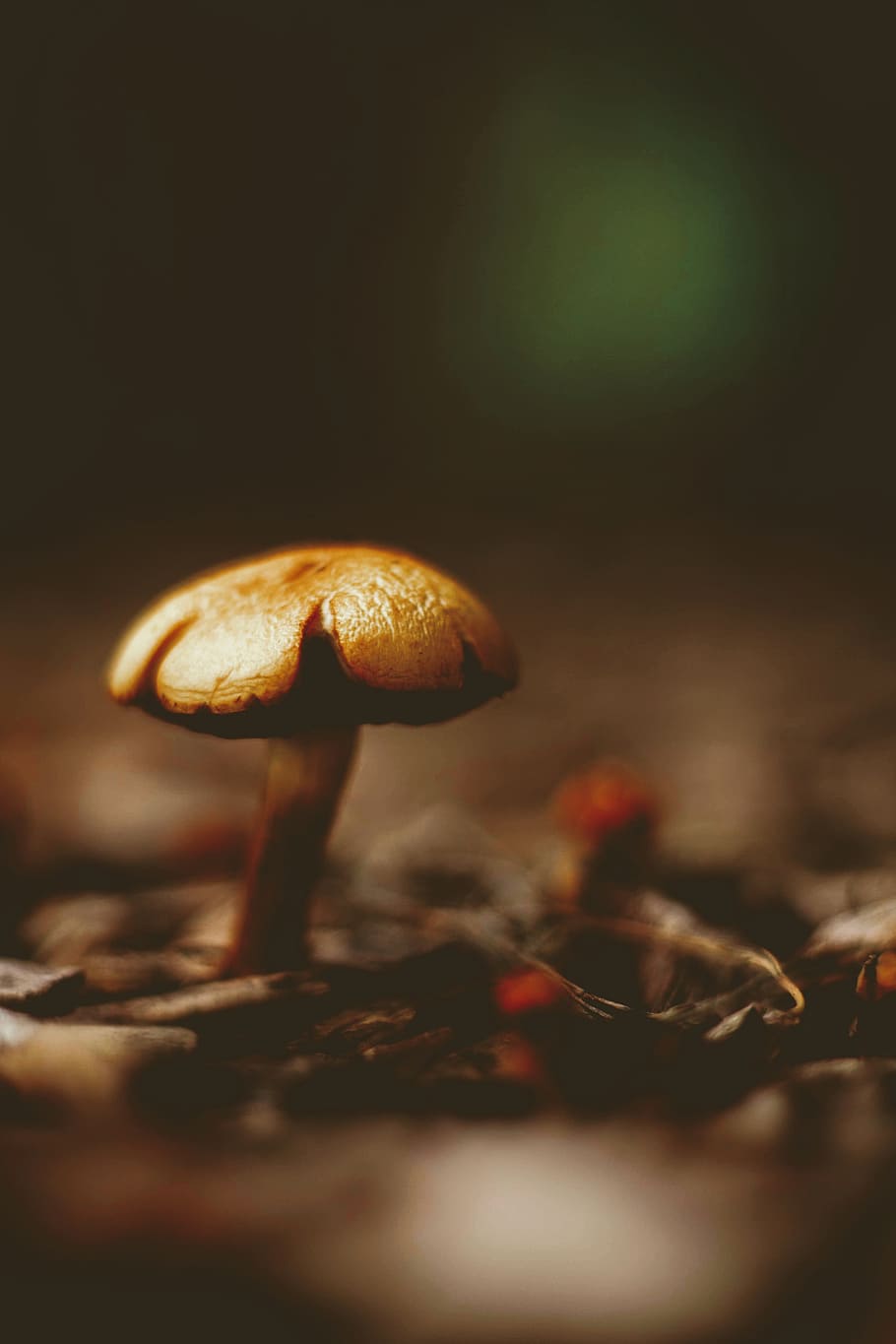 close up photo of mushroom, fungi, funus, nature, outdoors, forest, HD wallpaper