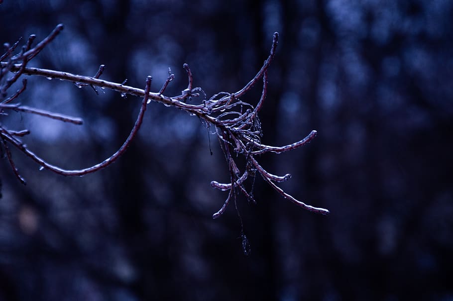 canada, toronto, frozen, icicle, zing rain, cold, storm, ice, HD wallpaper