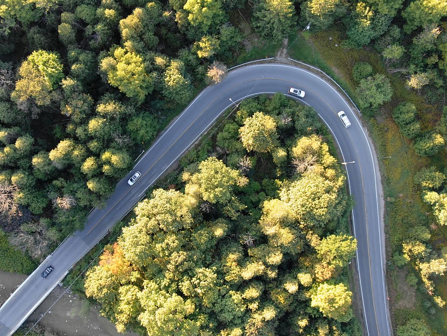 canada, toronto, 55 twyn rivers dr, plant, high angle view HD wallpaper