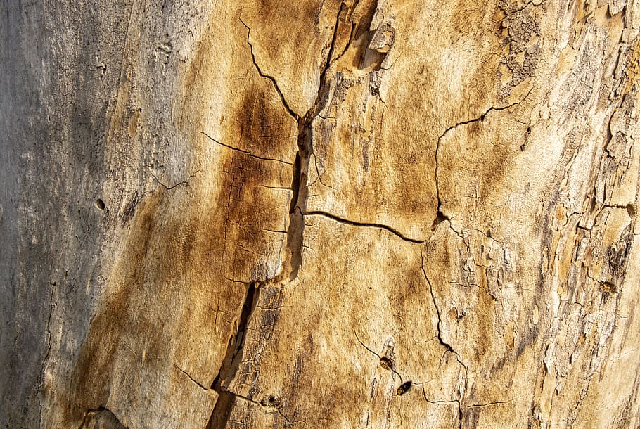 texture, tree, wood, nature, trunk, cracked, pattern, green HD wallpaper