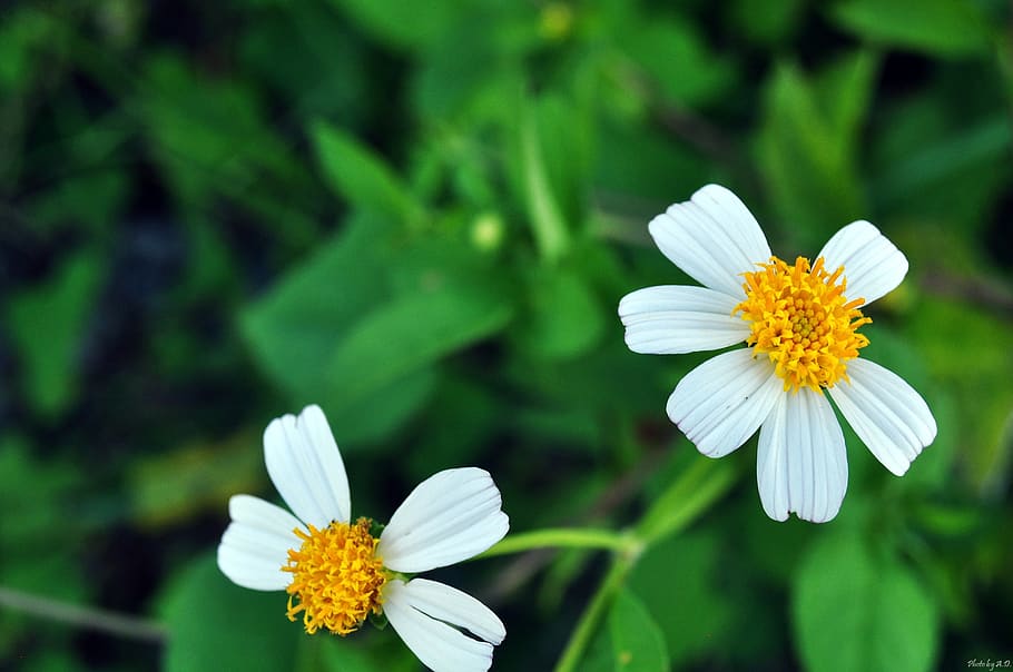 flowering plant, freshness, fragility, beauty in nature, vulnerability HD wallpaper