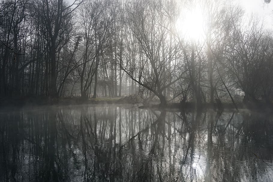 winter, nature, cold, landscape, tree, water, tranquility, reflection HD wallpaper