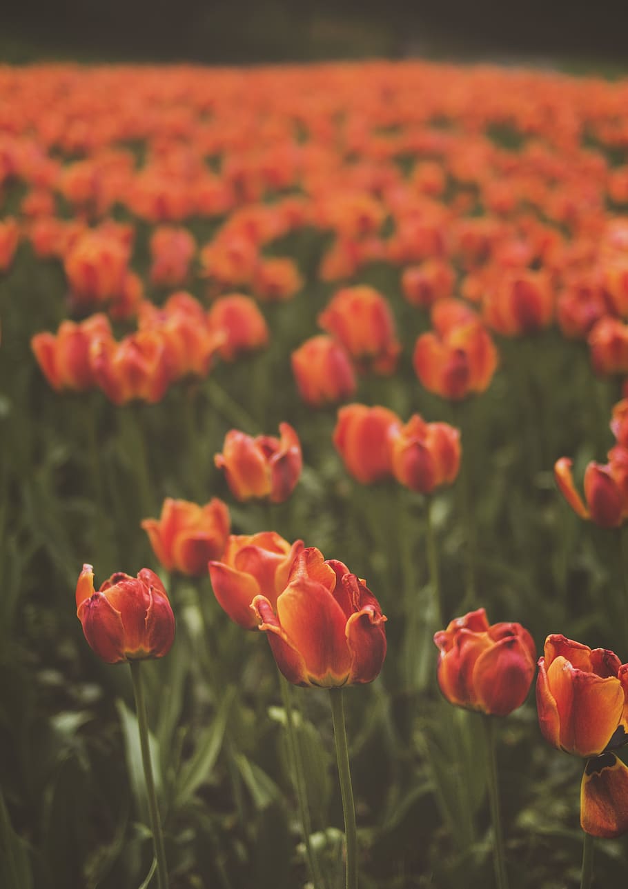 Red Tulips Field, beautiful, blooming, bright, color, colorful HD wallpaper