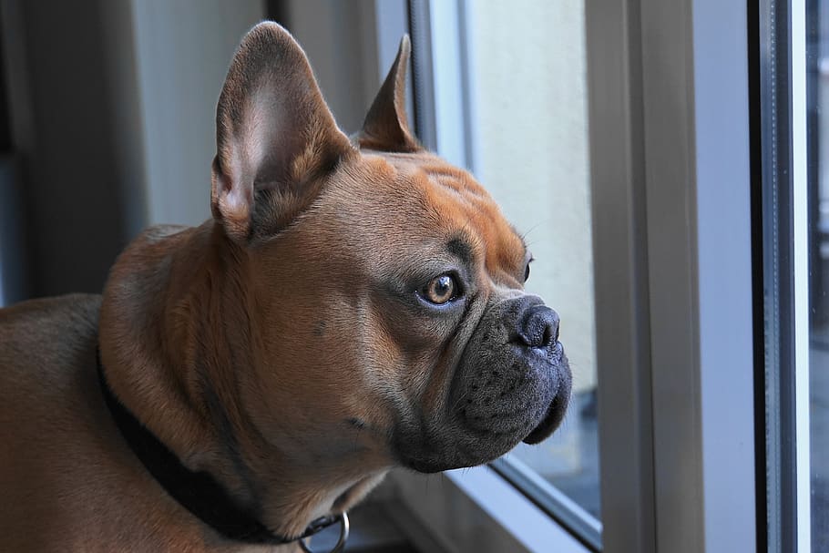french bulldog, view, head, portrait, cute, sweet, purebred dog, HD wallpaper