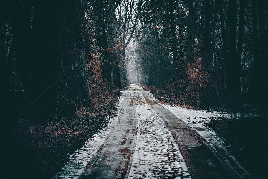 way, the path, nature, forest, tree, forests, spacer, the stage HD wallpaper