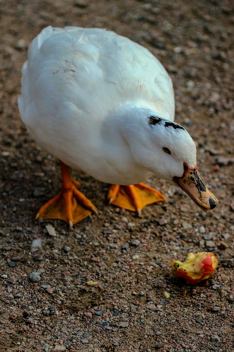 duck, poultry, apple, bird, animal, nature, bill, water bird HD wallpaper