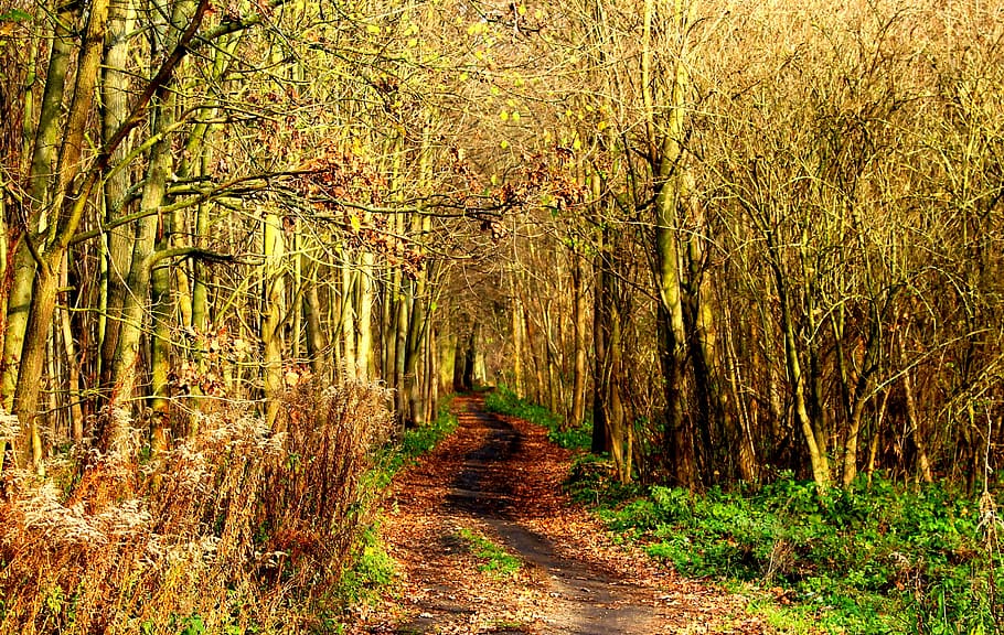 forest, park, way, landscape, tree, the path, nature, autumn HD wallpaper